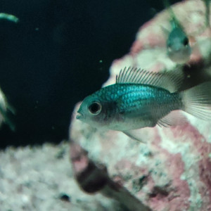 Andinoacara pulcher bleu electrique