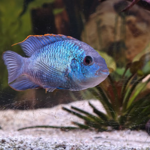 Andinoacara pulcher bleu electrique