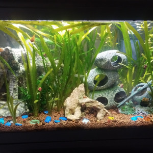 Vallisneria gigantea de 5 a 20cm environ