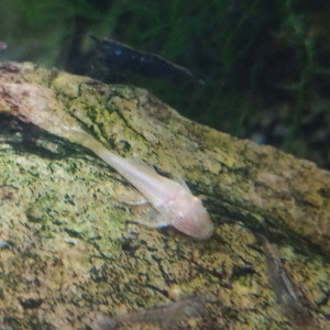 Ancistrus Gold
