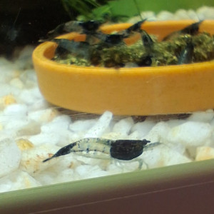 Crevette neocaridina rili carbone Black