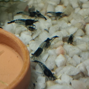 Crevette neocaridina rili carbone Black