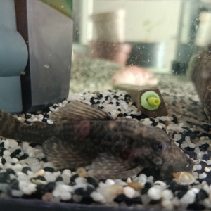 Ancistrus