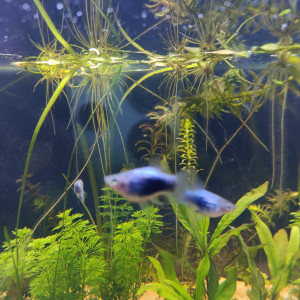 platy tuxedo