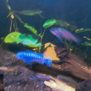 Labeotropheus Fuellborni Katale
