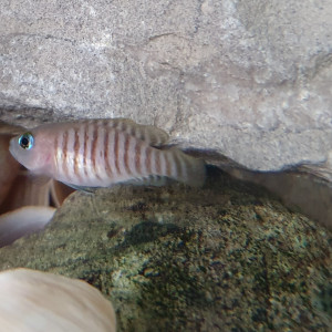 Couple Neolamprologus Multifasciatus