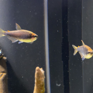 Impaichtys kerri (Tetra royal)