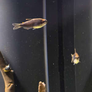 Impaichtys kerri (Tetra royal)