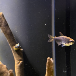Impaichtys kerri (Tetra royal)