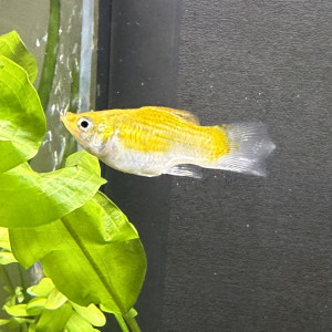 Molly ballon (femelle)