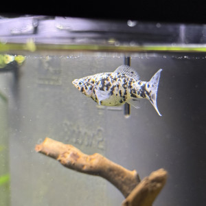 Molly dalmatien (femelle)