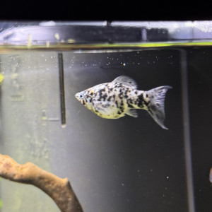 Molly dalmatien (femelle)