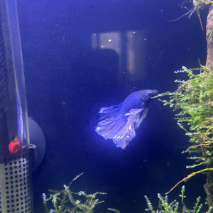 Betta
