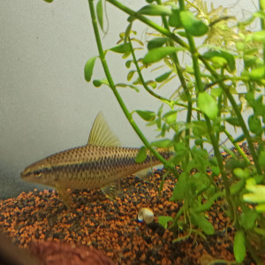 Plusieurs espèces disponibles