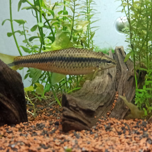 Plusieurs espèces disponibles