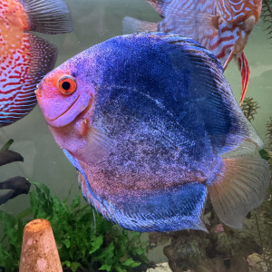Discus