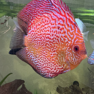Discus