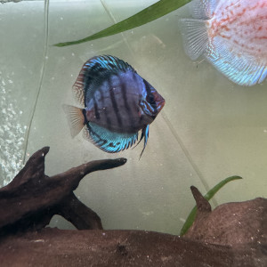 Discus