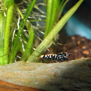 1 Lot de 15 Galaxy Black issues de parents Boa Golden Blue