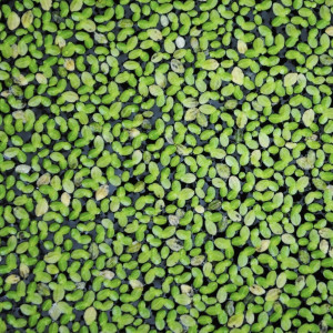 Plantes d'aquarium - Lentilles d'eau & Ceratophyllum