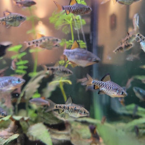 Barbus damiers : Puntius nigrofasciatus