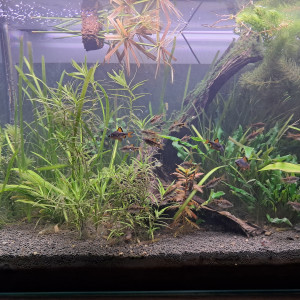 Lot de diverses plantes