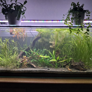 Lot de diverses plantes