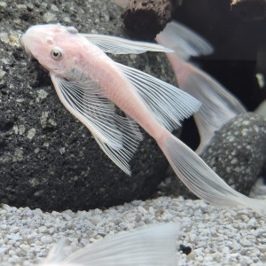 Rare jeunes ancistrus snow white longfin ( à voile / voilés) l144, annonce en ligne = dispo