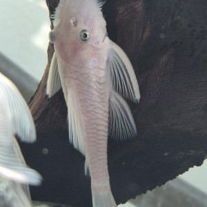 Jeune mâle ancistrus L144 Snow white, annonce en ligne = dispo