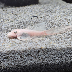 Rare jeunes ancistrus snow white longfin ( à voile / voilés) l144, annonce en ligne = dispo