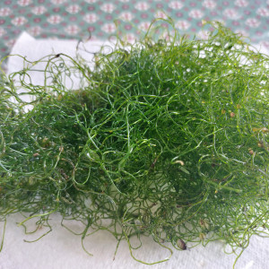 Lot Caulerpa prolifera, Caulerpa brachypus et Chaetomorpha