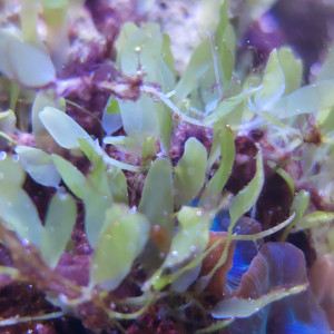 Lot Caulerpa brachypus et Caulerpa prolifera