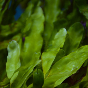 Lot Caulerpa prolifera et Chaetomorpha