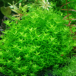 Plantes à croissance rapide pour aquarium d'eau douce