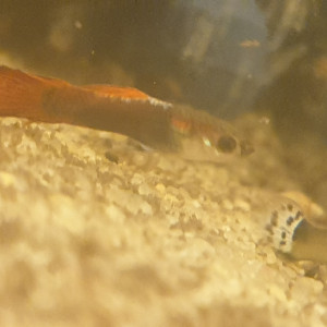Échange guppys contre plante