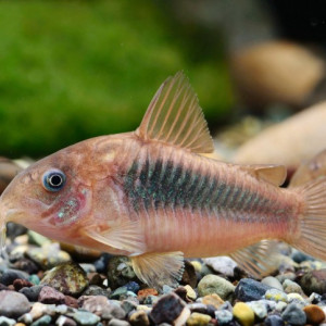 Donne corydoras