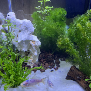 Don 2 poissons rouge