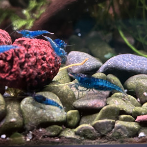 Crevette neocaridina blue carbon rili