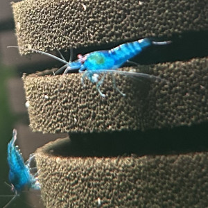 Crevette neocaridina blue carbon rili