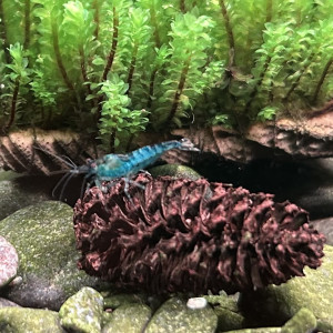 Crevette neocaridina blue carbon rili