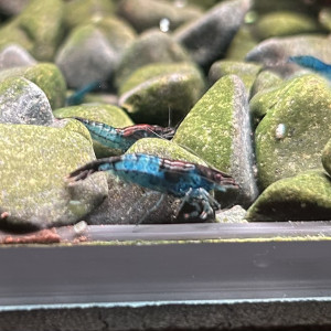 Crevette neocaridina blue carbon rili
