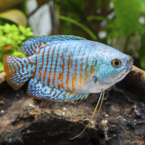 Gourami Naim Mâle (Colisa Lalia)
