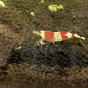 Caridina Red Crystal grade A