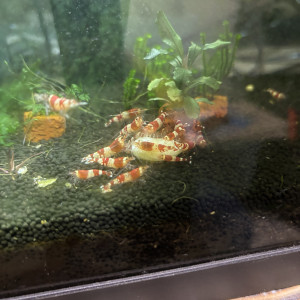 Caridina Red Crystal grade A