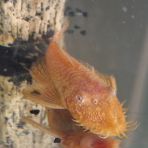 Ancistrus  et nourriture pour ancistrus