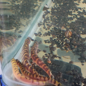 Ancistrus, kuhlis et nourriture pour ancistrus