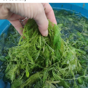 Échange plantes à pouce rapide contre autre plantes ou poissons