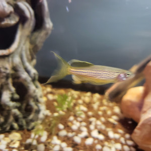 5 DANIOS FRANKEI VOILES