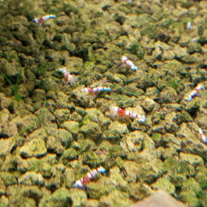 Red Fancy Tiger - Caridina