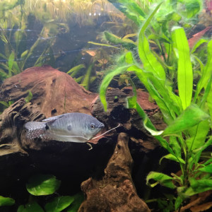 Gourami bleu